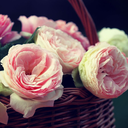 dyedhairbitch avatar