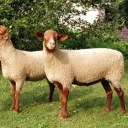 dyedvioletreblogs avatar