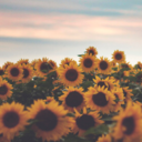 dying-ohso-soon avatar