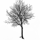 dying-tree avatar