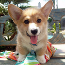 dyingformusic avatar