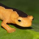 dyingsalamander avatar