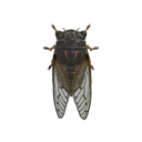 dykecicada avatar