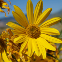 dykesandditches avatar