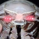 dykesopodgirl avatar