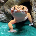 dylan-o-baerien avatar