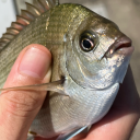 dynamoterror1011 avatar