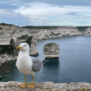 dz-bodybuiding-2024 avatar