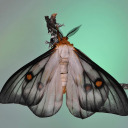 e-sc1talopram avatar