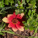 eachbladeofgrass avatar