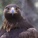 eagle--two avatar