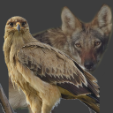 eagle-of-the-night avatar