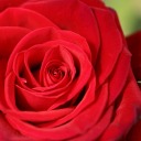 earth-dragoness avatar