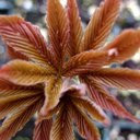 earthgenconservation avatar