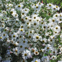 earthisaweirdplace avatar