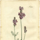 earthly-ties-compendium avatar