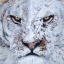 earthsfollower avatar