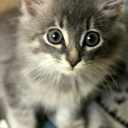 eastern-hemlock avatar