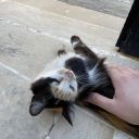 easternmediterranean avatar