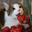 eastlovesbirdie avatar