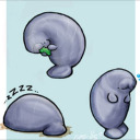 eat-sleep-manatee avatar