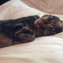 eat-sleep-stdy-repeat avatar