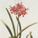 eat-the-flower avatar