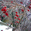 eatbiscuitdrinkflip avatar