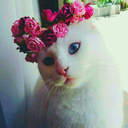 eatcake188-blog avatar