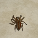 eatingcircuits avatar