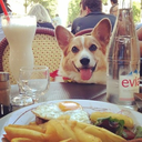 eatingwithdogs avatar