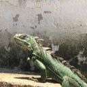 eazy-b-eazy-art avatar