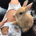 ebony-bunny-blog avatar