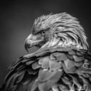 ebonyeagle avatar