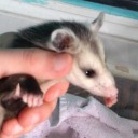 eccentric-enby-entity avatar