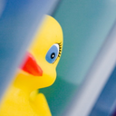 eccentricraccoon avatar