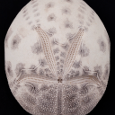 echinoderm-of-the-day avatar