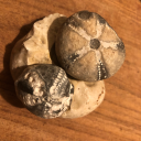 echinoid-fossils-on-the-rocks avatar