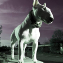 echo7foxtrot11 avatar