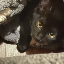 eclair-delune avatar