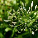 eclairciezhang avatar