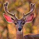 eclectichottubdeer avatar