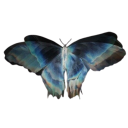 eclipseuphoria avatar