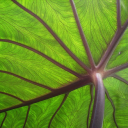 ecocriticism-daily avatar