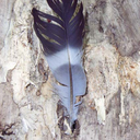 ecorce-du-temps avatar