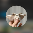 ecto-moth-art avatar