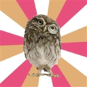 ed-owl avatar