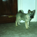 eddie-the-silly avatar