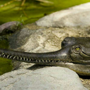 eddieseggemporium avatar