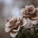 edelweissfantasies avatar